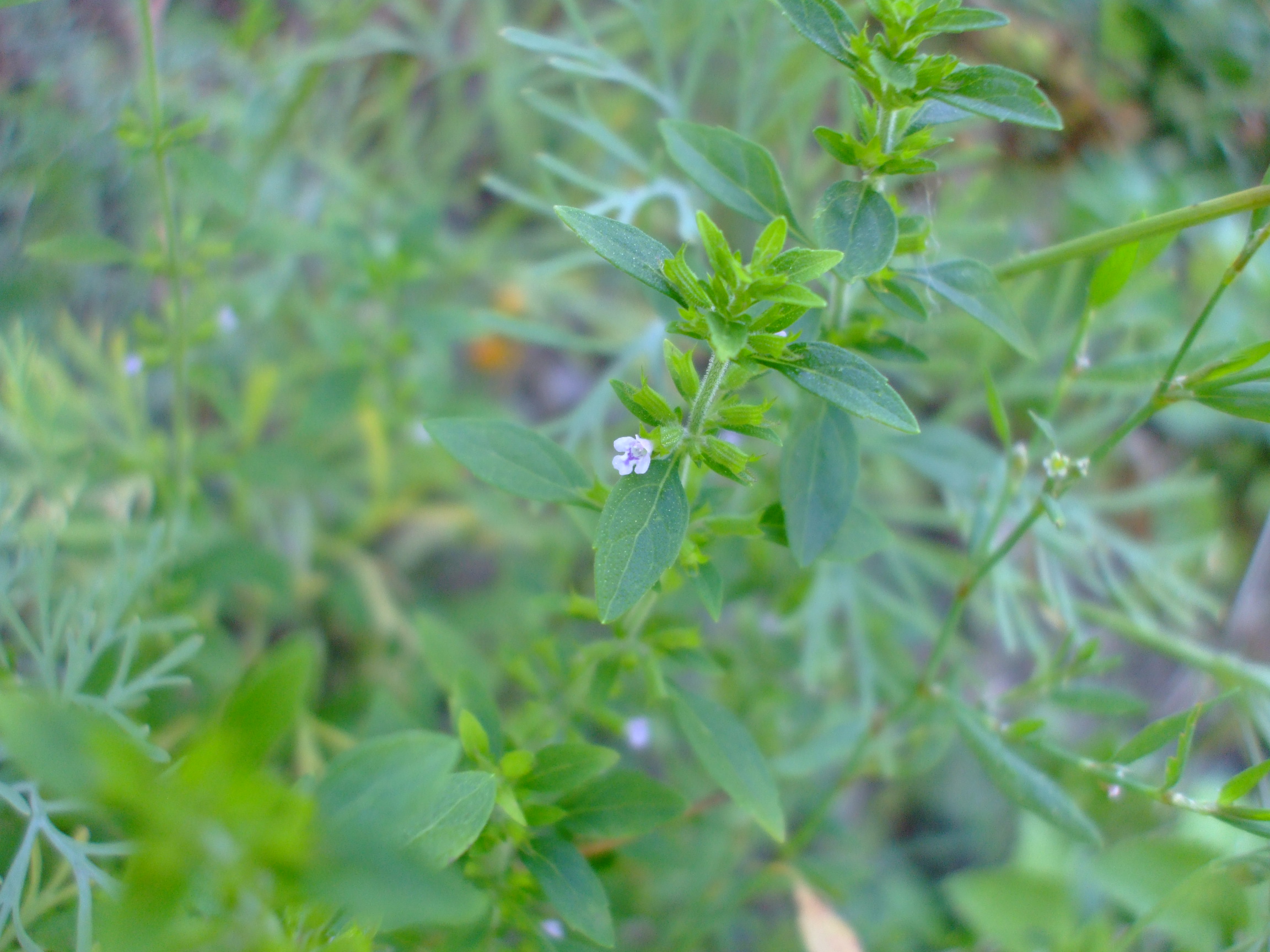Hedeoma pulegioides